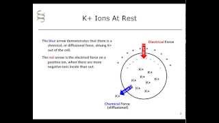 Equilibrium potential: the chemical and electrical forces on an ion Pt 4
