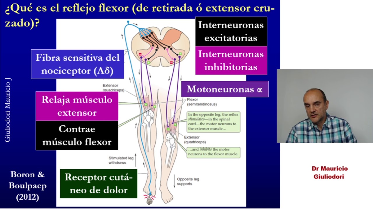 Fisiología de la locomoción II: vías piramidal y extrapiramidal, movimientos reflejos y voluntarios
