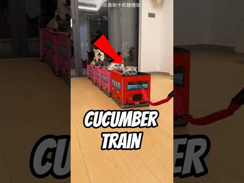 Cucumber Train 🚂