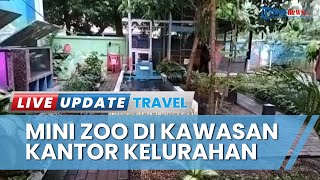 Keunikan di Kantor Kelurahan Pejaten Barat, Ada Mini Zoo Berisi Kera hingga Ular King Kobra Albino