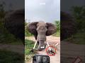 What do you think this elephant is doing?. #elephant #animals