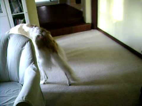 Bella the Borzoi and JoBeth the CCI puppy play -part 1