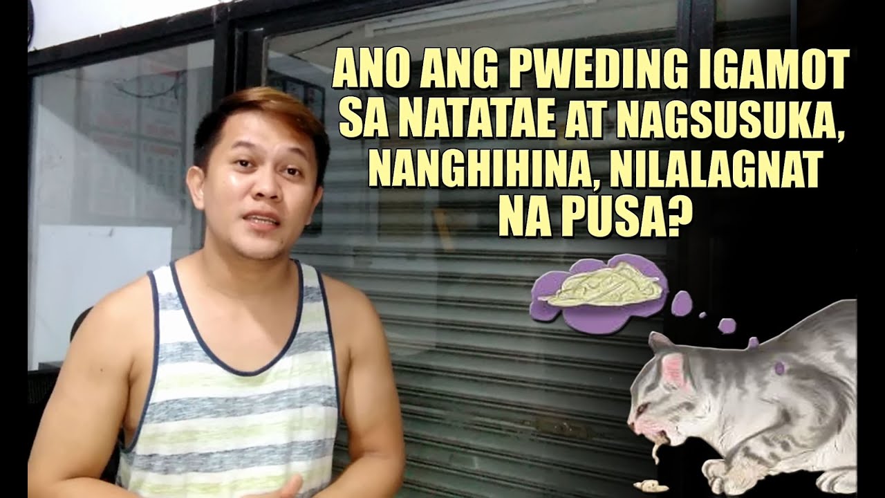 Putar video ANO ANG PWEDING IGAMOT SA MGA NAGTATAE, NAGSUSUKA, NANGHIHINANG PUSA sekarang ANO ANG PWEDING IGAMOT SA MGA NAGTATAE, NAGSUSUKA, NANGHIHINANG PUSA