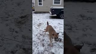 Video preview image #1 Bullboxer Pit Puppy For Sale in Germantown, OH, USA