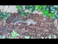 Squirrel Burying Hiding His Nuts