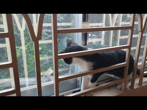 Cat inside the window and watching bird | Cat caught on camera