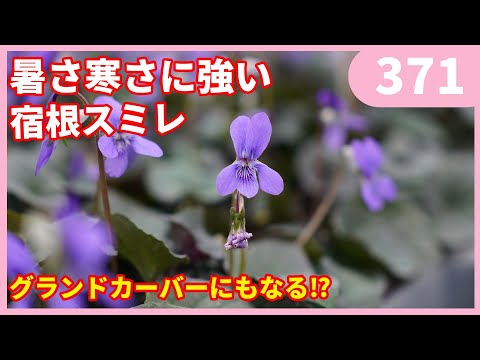 園芸 ムラサキザル