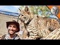 Bobcat needs a new home! Bobcat needs a new home!