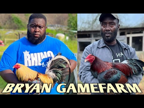 Claret Albany Grey - BRYAN FARM