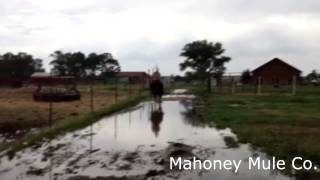 preview picture of video 'Beau - Mahoney Mule Co.'