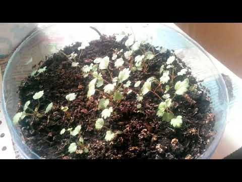 Земляника из семян.  Месяц после посадки.  Пикировка. Часть 3