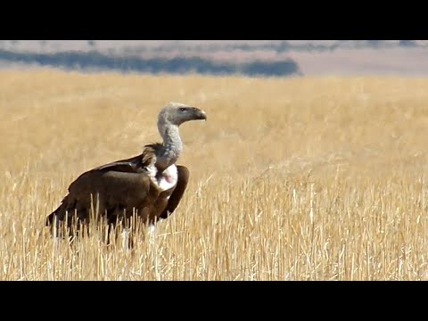 Buitre leonado en Tembleque. Camino Cristo. 8-10-2020