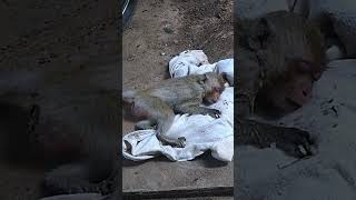 pity life monkey .  #shorts