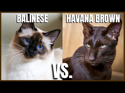 Balinese Cat VS. Havana Brown Cat