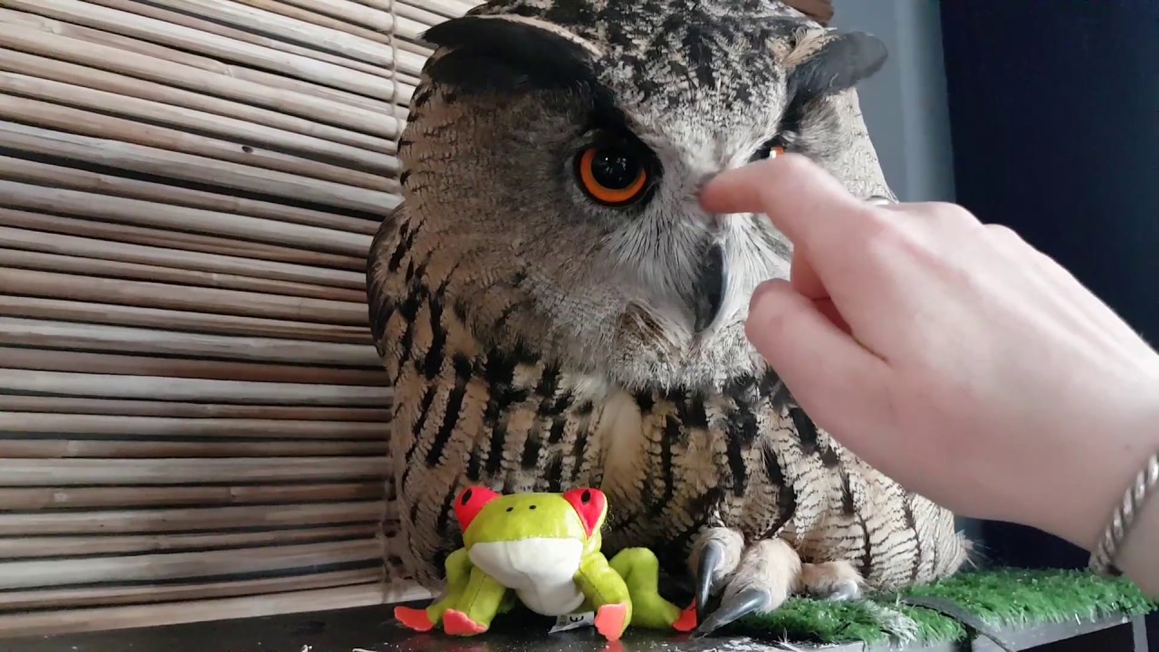 Мимими и Внезапный Кусь  от совы