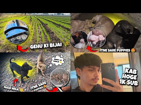 DOG PUPPIES DEKHNE KE LIYE GAYE 🐶 BLACK PUPPY NAHI MILA 🥲