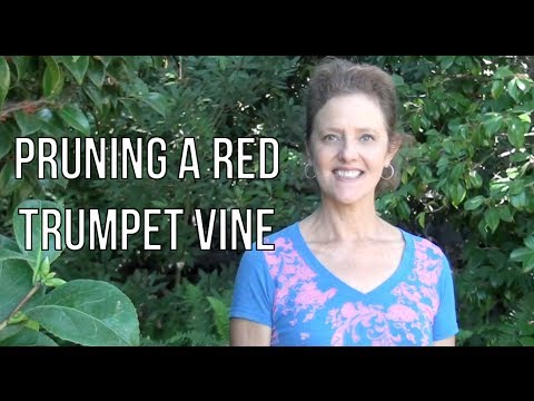 Pruning A Red Trumpet Vine