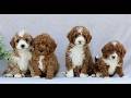 Mini Goldendoodle dogs for sale: Tristan  - Video 1