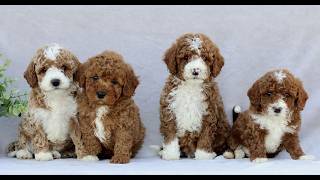 Video preview image #1 Goldendoodle (Miniature) Puppy For Sale in EPHRATA, PA, USA