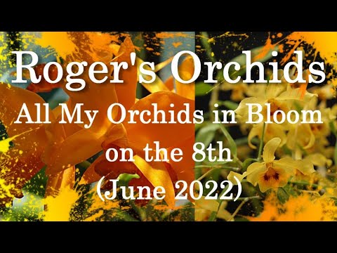 All My Orchids in Bloom on the 8th (June 2022)