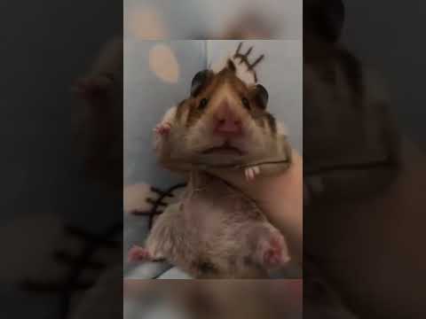 Частушки Куплинова #хомяк🐹 subscribe , подписывайся⭐️