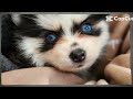Minions Pom