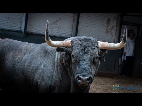 SORTEO | Toros Román Sorando, corrida toros 8 junio