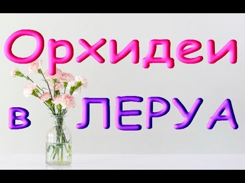 Завоз ОРХИДЕЙ в ЛЕРУА;шикарные дендрофаленопсисы,11.10.19.Привет Анечке и Наталье!