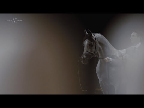 D BEISAN - Silver World Champion Junior Filly, 2022 Paris World Arabian Horse Championship