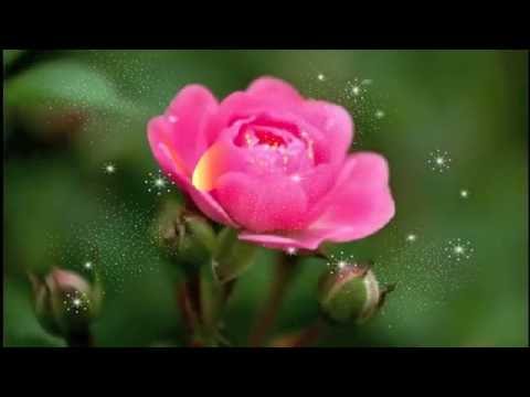 afxa - masi vardi " მა სი ვარდი "