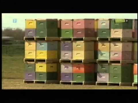 znikające pszczoły cz. 1