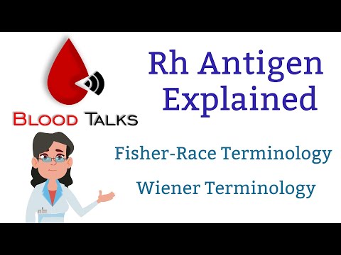 Rh antigen explained