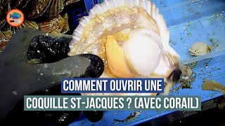 preview picture of video 'Décorticage des Saint Jacques V2'