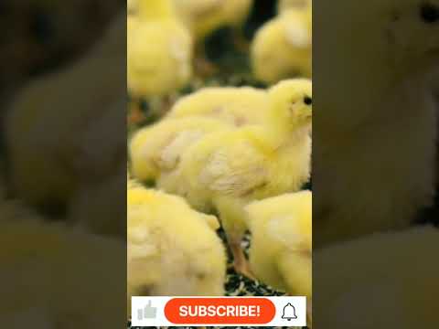 , title : 'Breeding poultry,yellow chicks Eating compound feed from special feeders #shorts #shortvideo #viral'