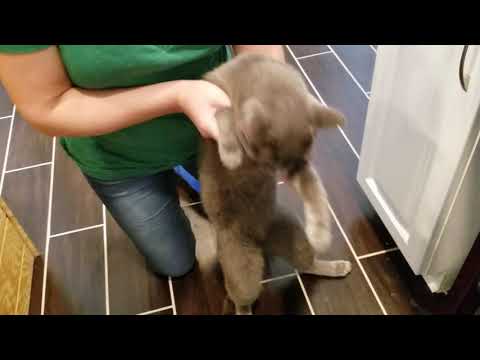 The cat's music video