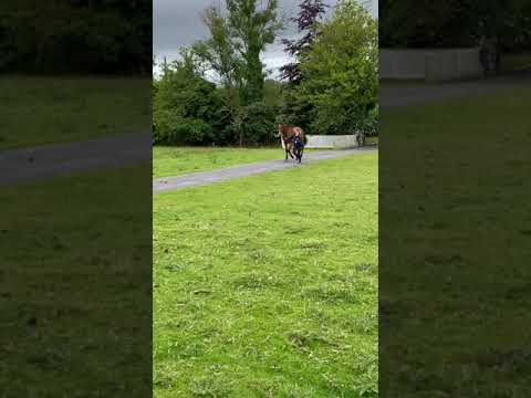 Video 1