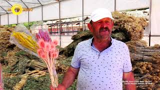 Kuru Çiçekçilik, Tam Doğal Kuru Çiçek Nasıl Yapılır? Cevizli Akseki An