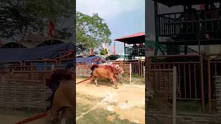 Download lagu Joki Legend Karapan Sapi Madura |  Nangkonang mp3