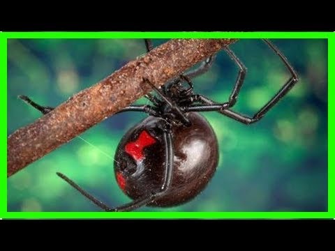What to do if a black widow bites your cat?