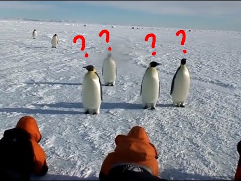 What Are The Physical Characteristics Of An Emperor Penguin?