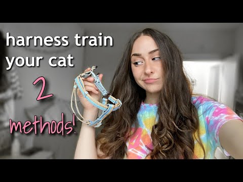 Harness Train Your Cat: 2 methods