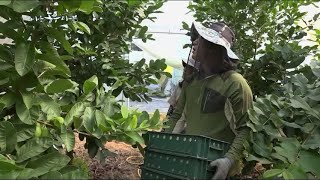 나는 농부다 63회 1부 - 구아바 귀농을 유혹하네Ⅰ