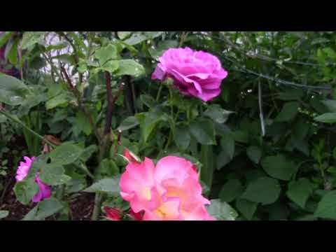 Joy in Little Things