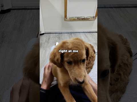 Playing with puppies after a rough week