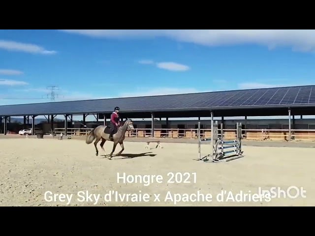 Hongre SF 4 ans (2021)