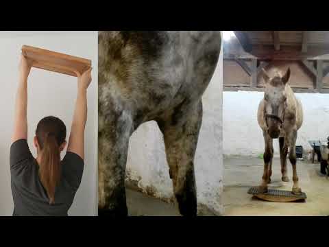 Zweibeinwippe / Two-hooves-rocker