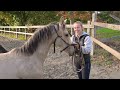 POULICHE - LUSITANIENNE - 8 MOIS - DRESSAGE - FRANCE