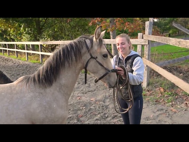 POULICHE - LUSITANIENNE - 8 MOIS - DRESSAGE - FRANCE