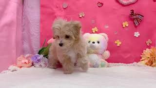 ハーフ犬の動画01