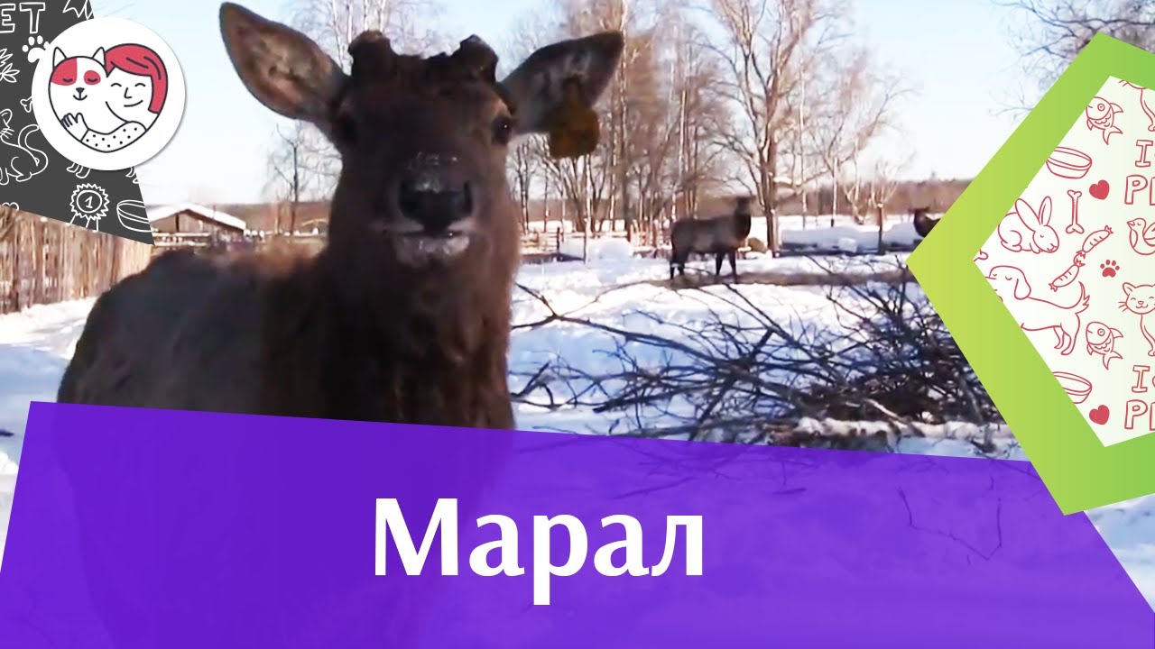 Марал Разведение на ilikepet